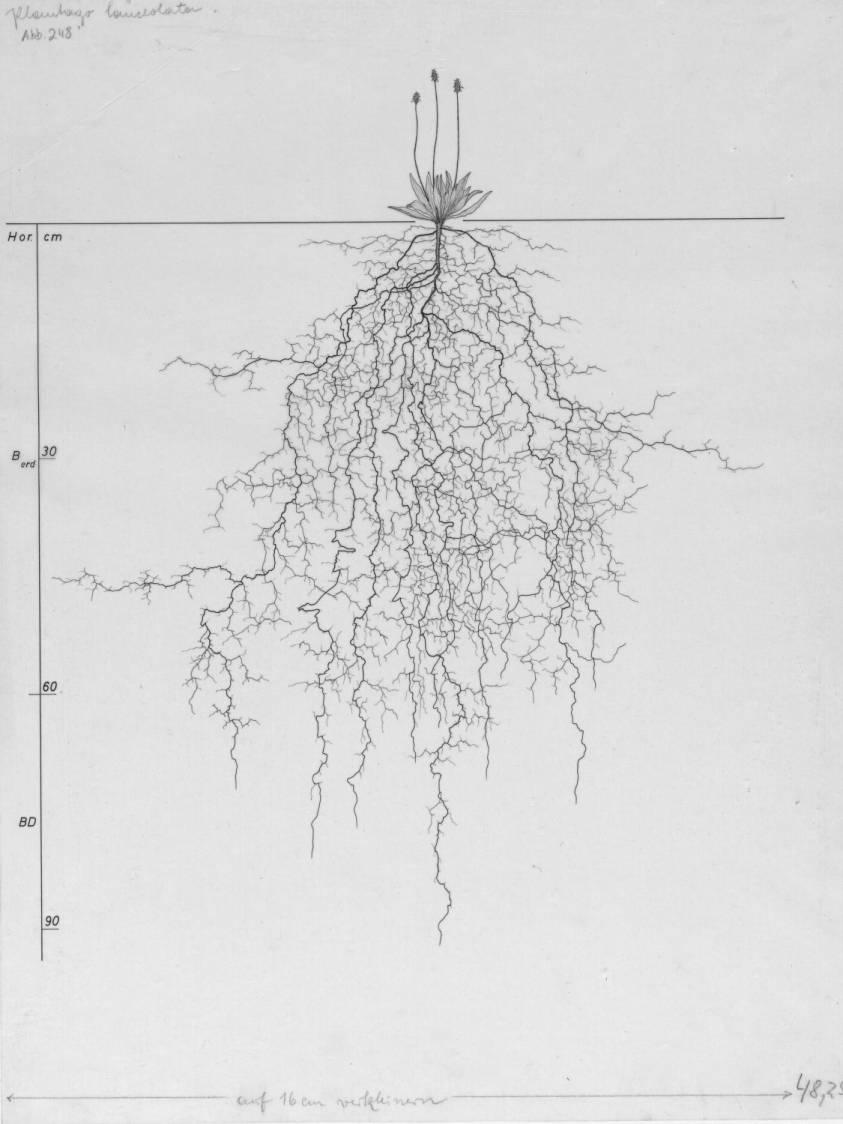 A drawing of a plant's root system from the linked website.

- plant height: 19 centimeters / 7.5 inches
- root depth: 93 centimeters / 36.6 inches
- root system diameter: 91 centimeters / 35.8 inches