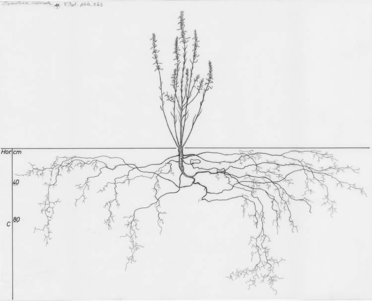 A drawing of a plant's root system from the linked website.