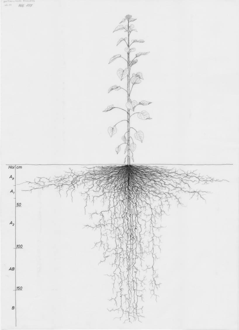 A drawing of a plant's root system from the linked website.