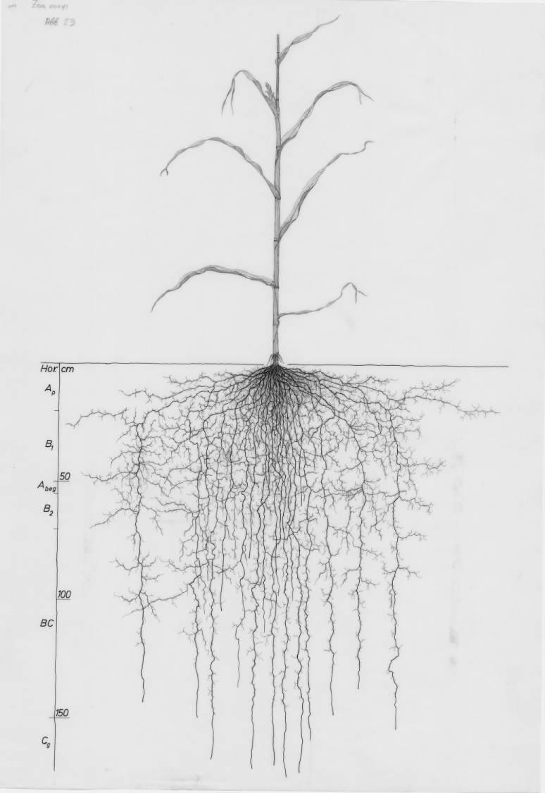 A drawing of a plant's root system from the linked website.