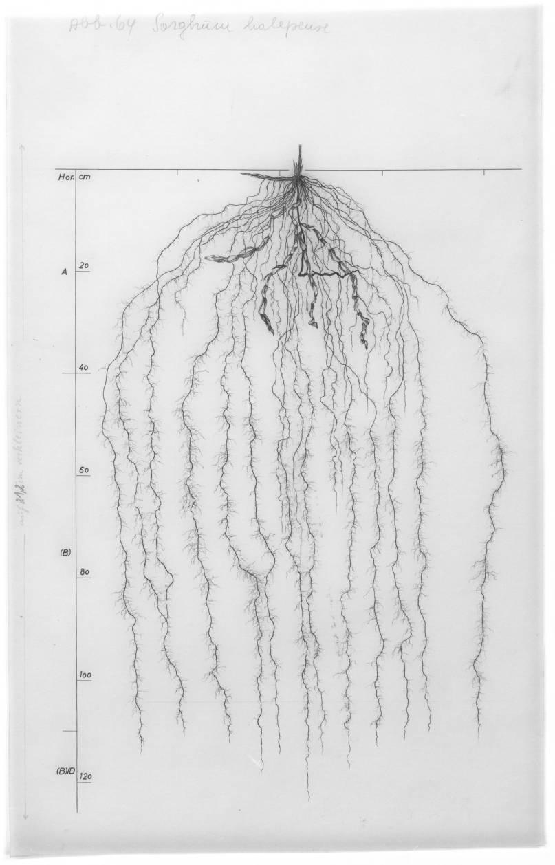 A drawing of a plant's root system from the linked website.

- plant height: 150 centimeters / 59.1 inches
- root depth: 130 centimeters / 51.2 inches
- root system diameter: 76 centimeters / 29.9 inches