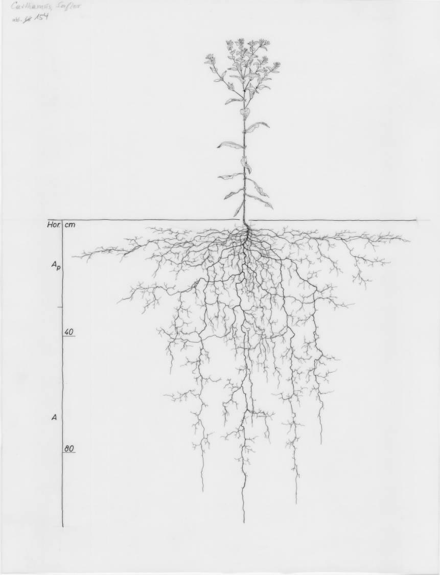 A drawing of a plant's root system from the linked website.