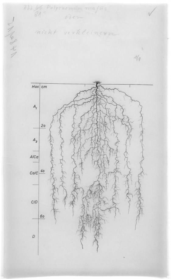 A drawing of a plant's root system from the linked website.

- plant height: 30 centimeters / 11.8 inches
- root depth: 74 centimeters / 29.1 inches
- root system diameter: 42 centimeters / 16.5 inches