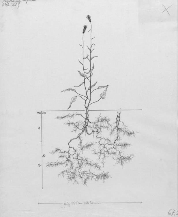A drawing of a plant's root system from the linked website.

- plant height: 62 centimeters / 24.4 inches
- root depth: 49 centimeters / 19.3 inches
- root system diameter: 53 centimeters / 20.9 inches