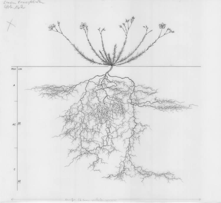 A drawing of a plant's root system from the linked website.

- plant height: 16 centimeters / 6.3 inches
- root depth: 41 centimeters / 16.1 inches
- root system diameter: 59 centimeters / 23.2 inches