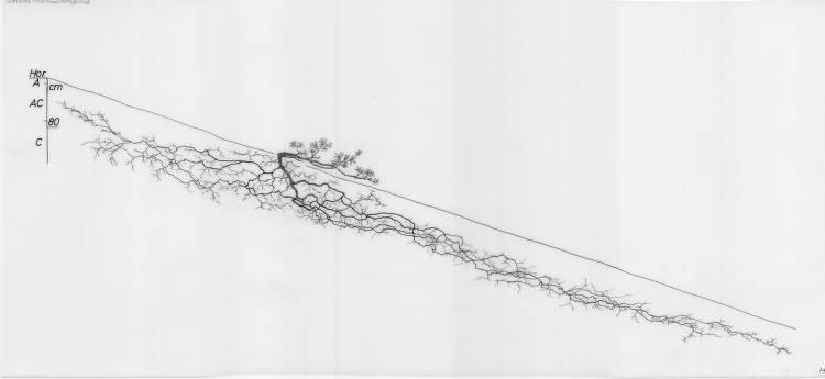 A drawing of a plant's root system from the linked website.

- plant height: 50 centimeters / 19.7 inches
- root depth: 92 centimeters / 36.2 inches
- root system diameter: 1240 centimeters / 488.2 inches
