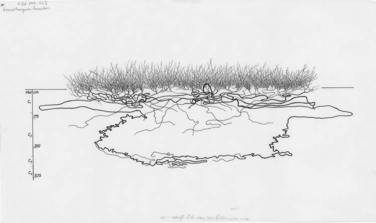 A drawing of a plant's root system from the linked website.