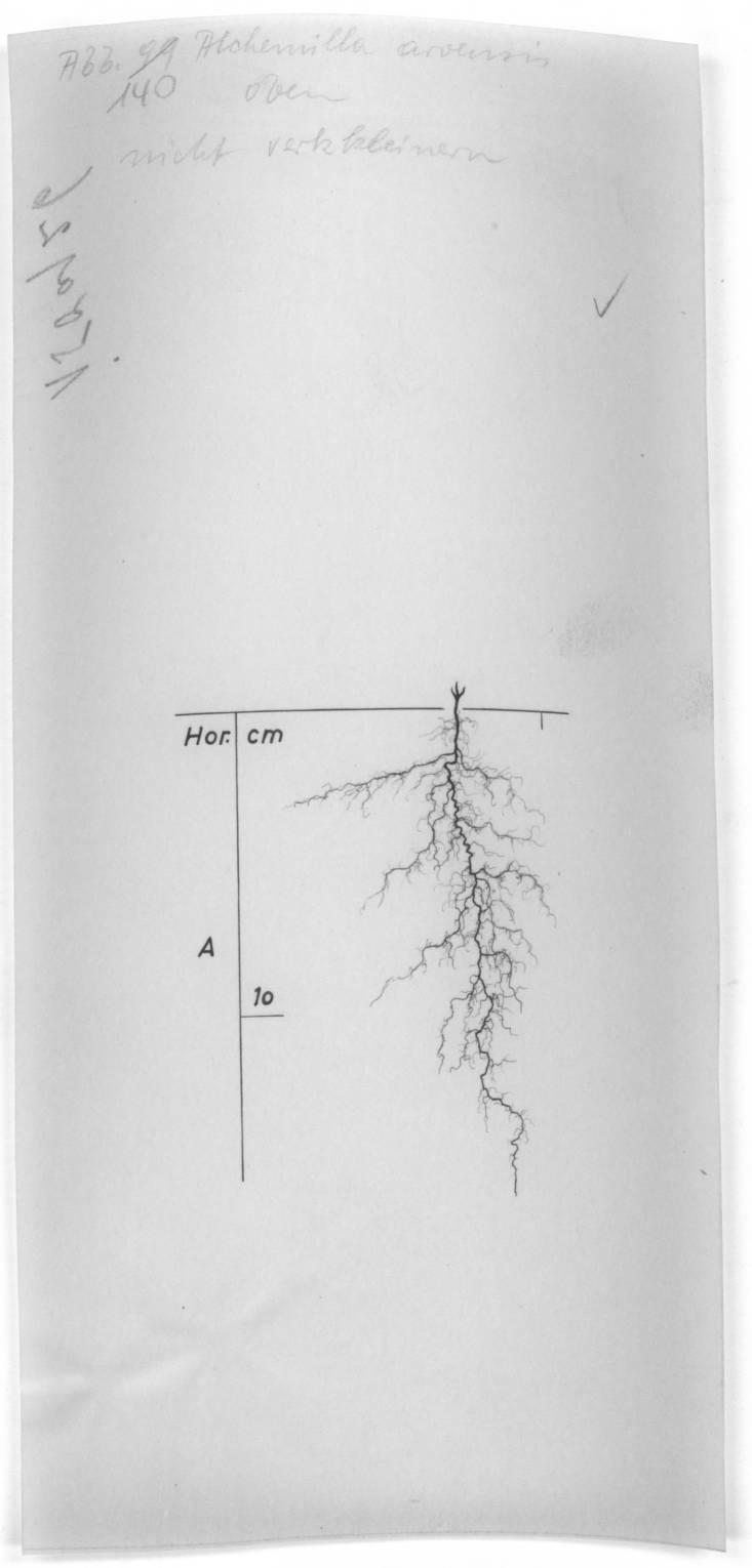 A drawing of a plant's root system from the linked website.

- plant height: 10 centimeters / 3.9 inches
- root depth: 16 centimeters / 6.3 inches
- root system diameter: 10 centimeters / 3.9 inches