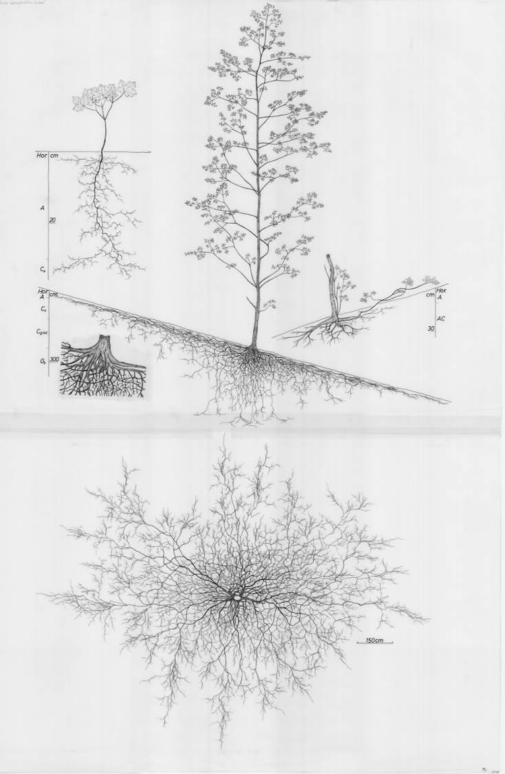 A drawing of a plant's root system from the linked website.

- plant height: 1425 centimeters / 561.0 inches
- root depth: 345 centimeters / 135.8 inches
- root system diameter: 1695 centimeters / 667.3 inches