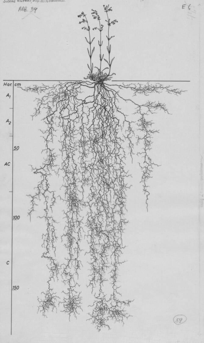 A drawing of a plant's root system from the linked website.

- plant height: 54 centimeters / 21.3 inches
- root depth: 180 centimeters / 70.9 inches
- root system diameter: 122 centimeters / 48.0 inches