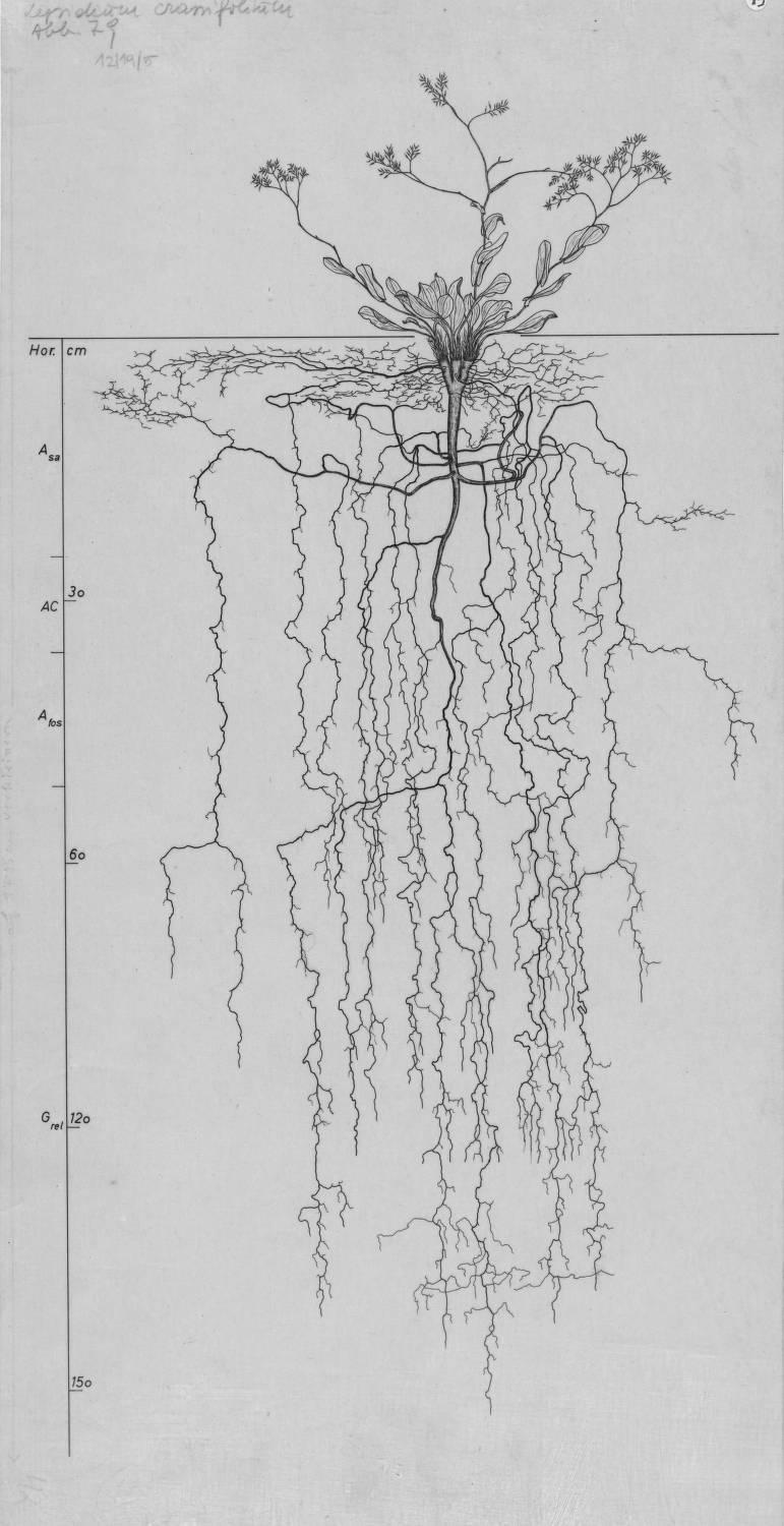 A drawing of a plant's root system from the linked website.

- plant height: 36 centimeters / 14.2 inches
- root depth: 154 centimeters / 60.6 inches
- root system diameter: 94 centimeters / 37.0 inches