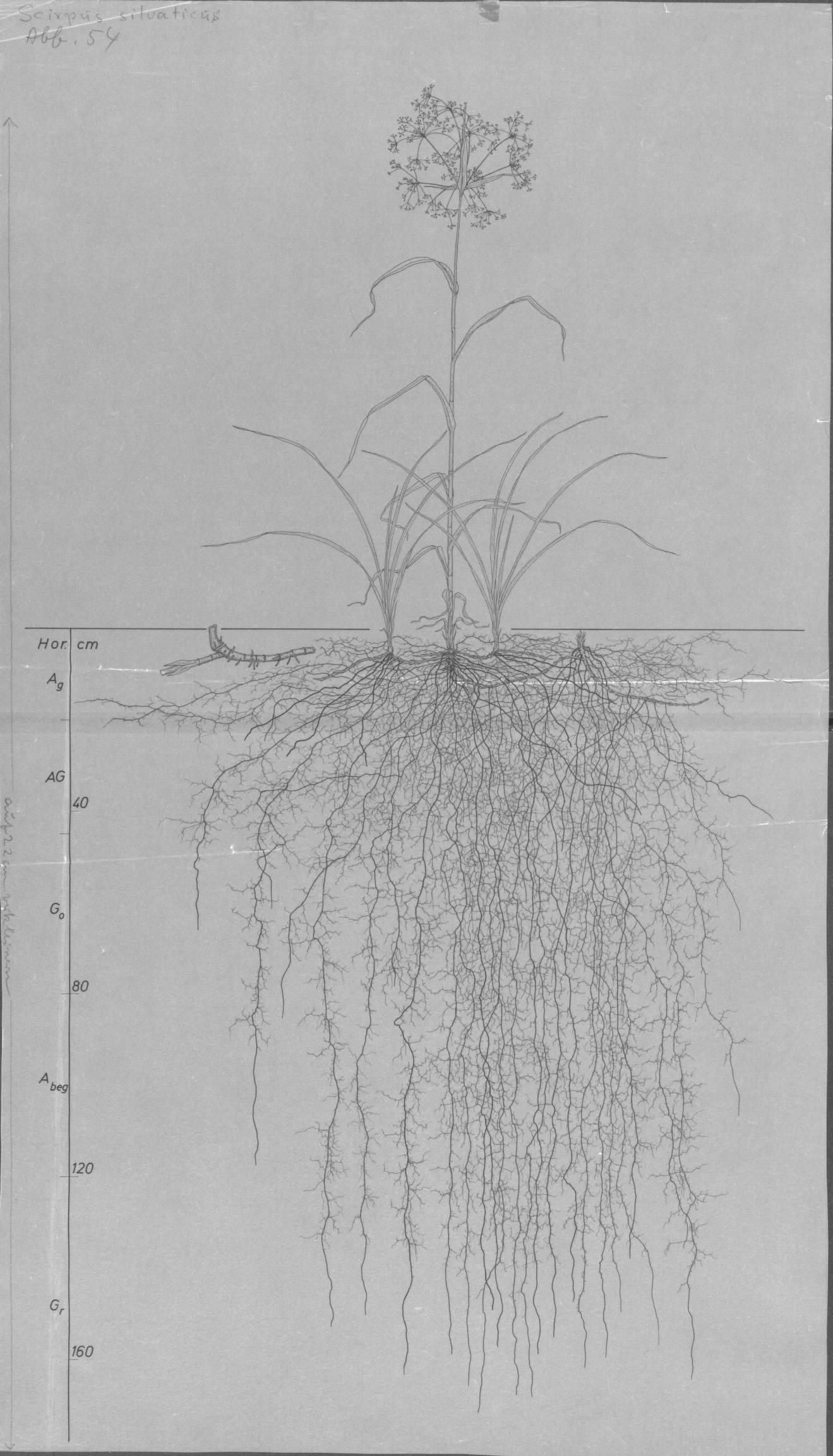 A drawing of a plant's root system from the linked website.

- plant height: 118 centimeters / 46.5 inches
- root depth: 170 centimeters / 66.9 inches
- root system diameter: 158 centimeters / 62.2 inches