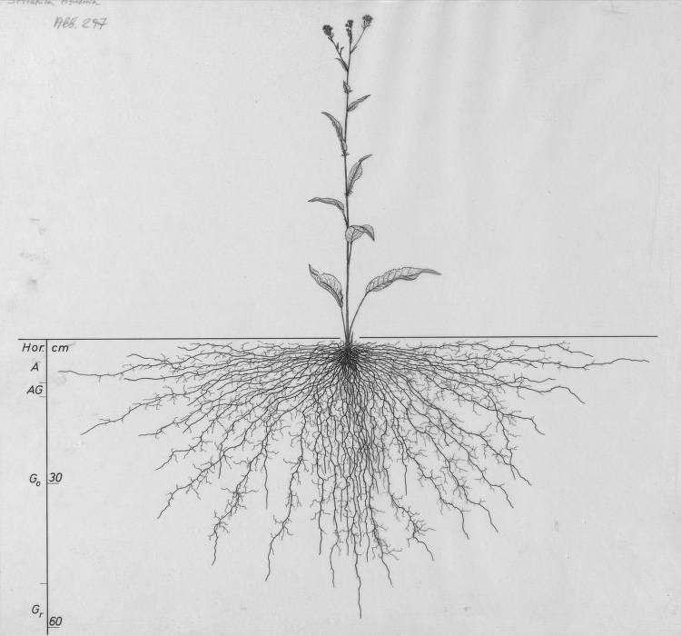 A drawing of a plant's root system from the linked website.

- plant height: 67 centimeters / 26.4 inches
- root depth: 59 centimeters / 23.2 inches
- root system diameter: 123 centimeters / 48.4 inches
