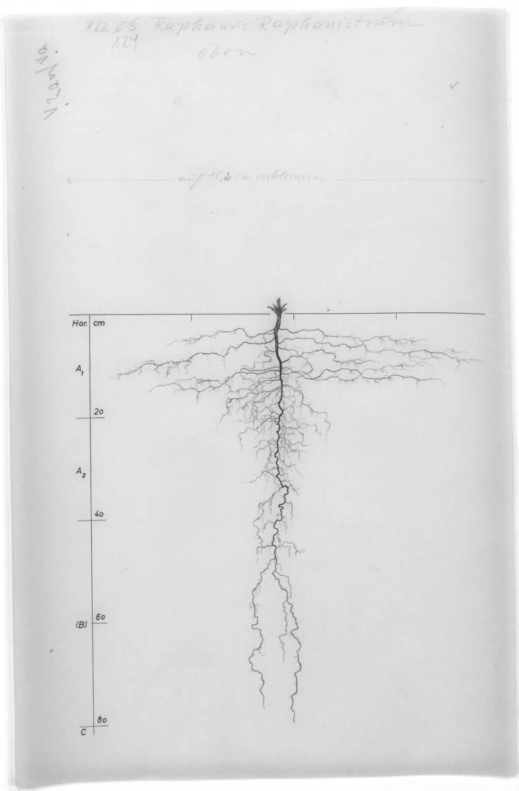 A drawing of a plant's root system from the linked website.

- plant height: 50 centimeters / 19.7 inches
- root depth: 80 centimeters / 31.5 inches
- root system diameter: 73 centimeters / 28.7 inches