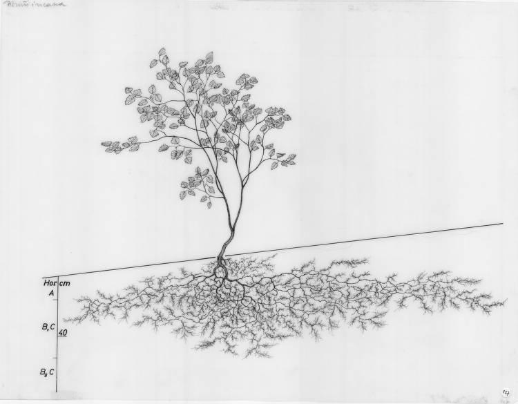 A drawing of a plant's root system from the linked website.

- plant height: 138 centimeters / 54.3 inches
- root depth: 72 centimeters / 28.3 inches
- root system diameter: 296 centimeters / 116.5 inches