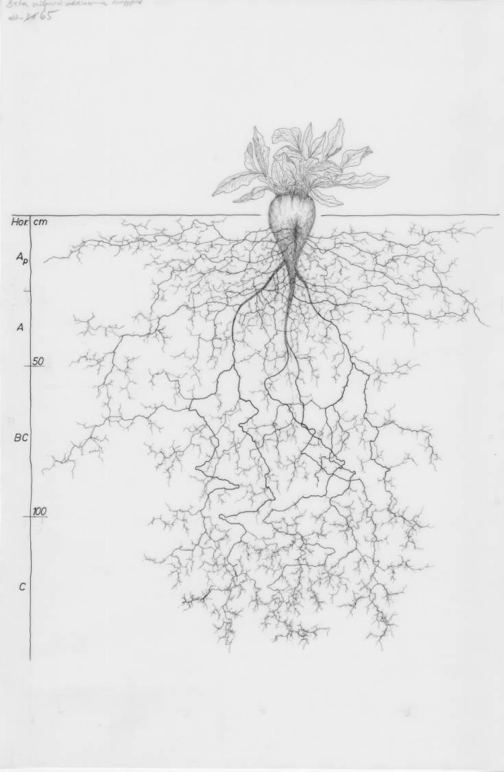 A drawing of a plant's root system from the linked website.