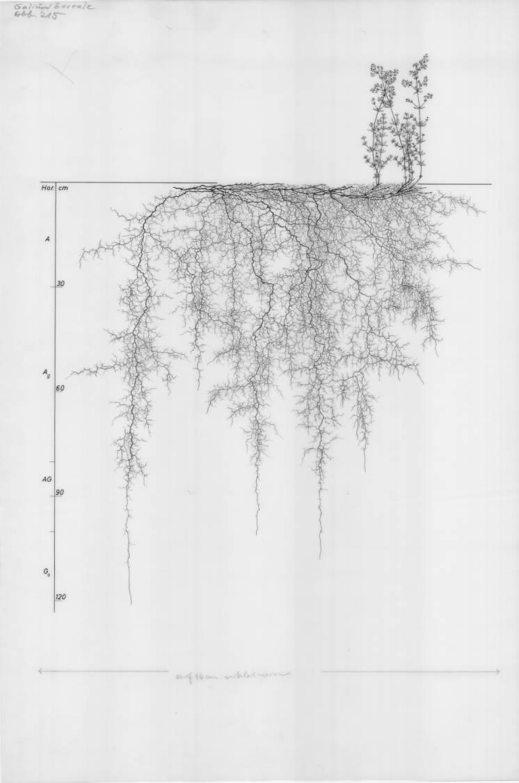 A drawing of a plant's root system from the linked website.

- plant height: 36 centimeters / 14.2 inches
- root depth: 120 centimeters / 47.2 inches
- root system diameter: 120 centimeters / 47.2 inches