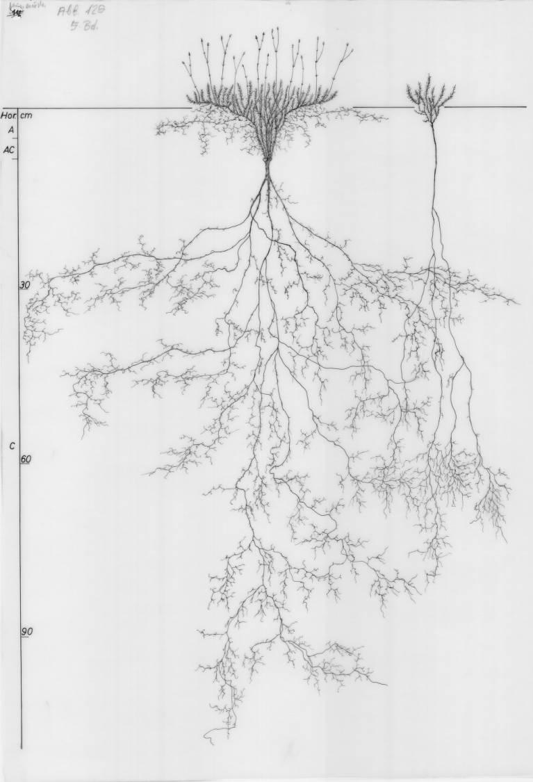 A drawing of a plant's root system from the linked website.