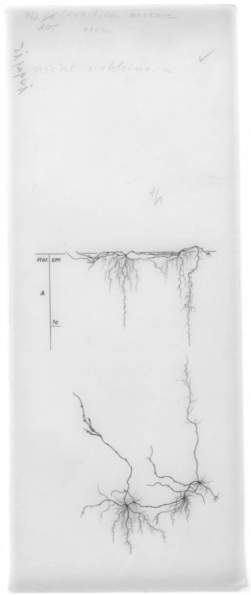 A drawing of a plant's root system from the linked website.

- plant height: 10 centimeters / 3.9 inches
- root depth: 10 centimeters / 3.9 inches
- root system diameter: 20 centimeters / 7.9 inches
