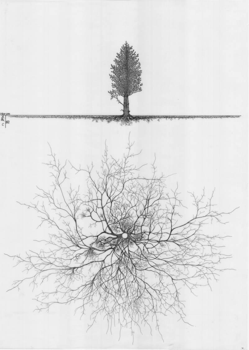 A drawing of a plant's root system from the linked website.

- plant height: 545 centimeters / 214.6 inches
- root depth: 78 centimeters / 30.7 inches
- root system diameter: 1702 centimeters / 670.1 inches