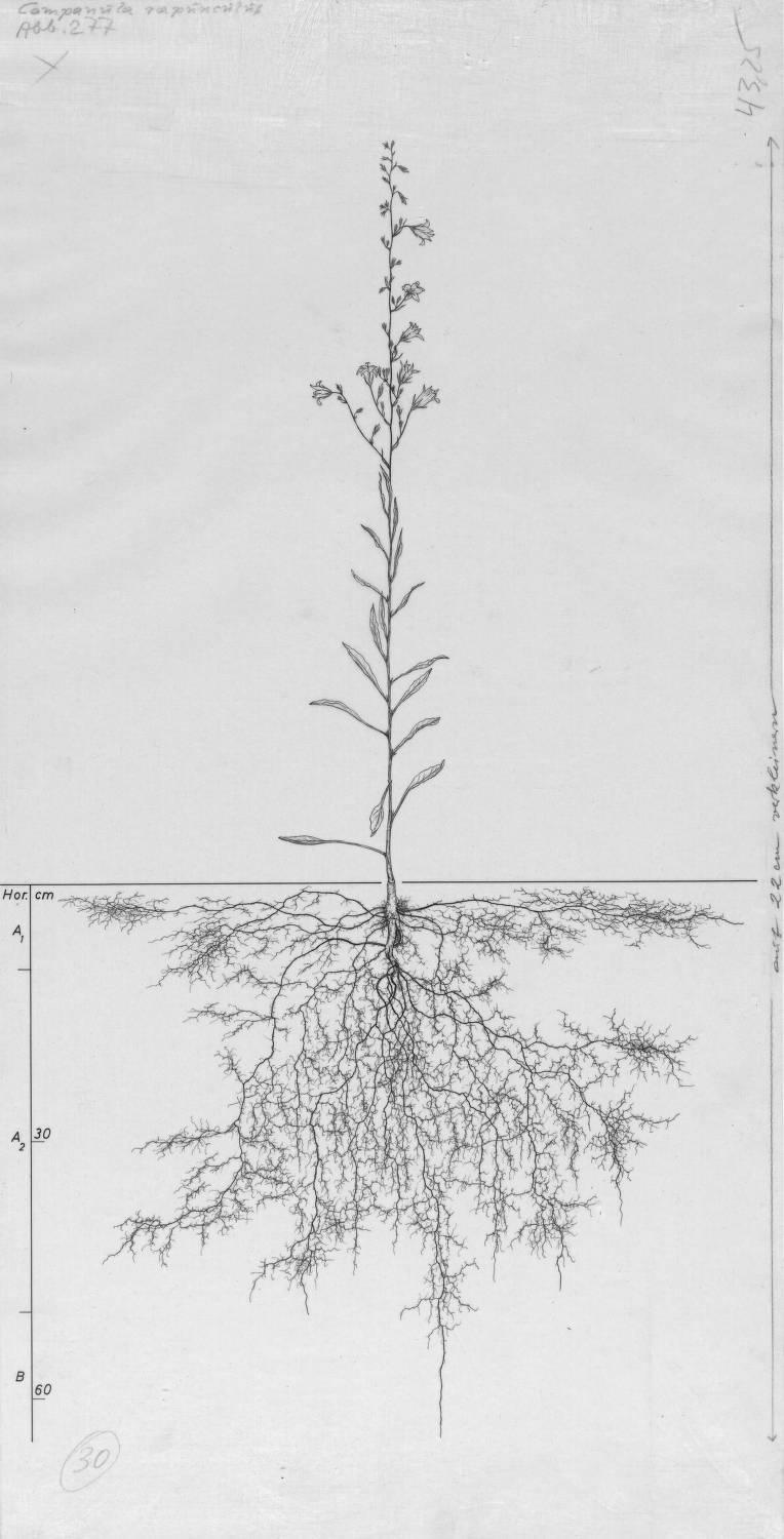 A drawing of a plant's root system from the linked website.

- plant height: 86 centimeters / 33.9 inches
- root depth: 63 centimeters / 24.8 inches
- root system diameter: 79 centimeters / 31.1 inches