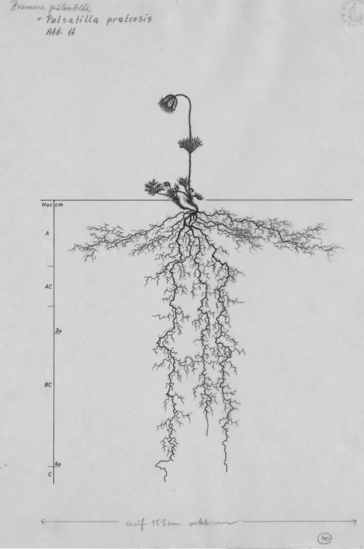 A drawing of a plant's root system from the linked website.

- plant height: 16 centimeters / 6.3 inches
- root depth: 42 centimeters / 16.5 inches
- root system diameter: 41 centimeters / 16.1 inches
