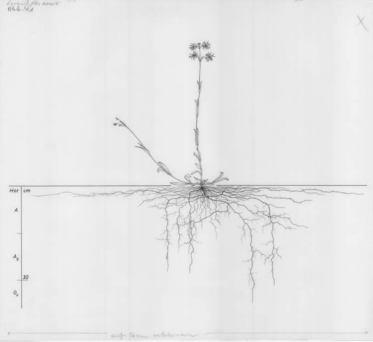 A drawing of a plant's root system from the linked website.

- plant height: 45 centimeters / 17.7 inches
- root depth: 37 centimeters / 14.6 inches
- root system diameter: 105 centimeters / 41.3 inches