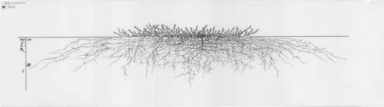 A drawing of a plant's root system from the linked website.
