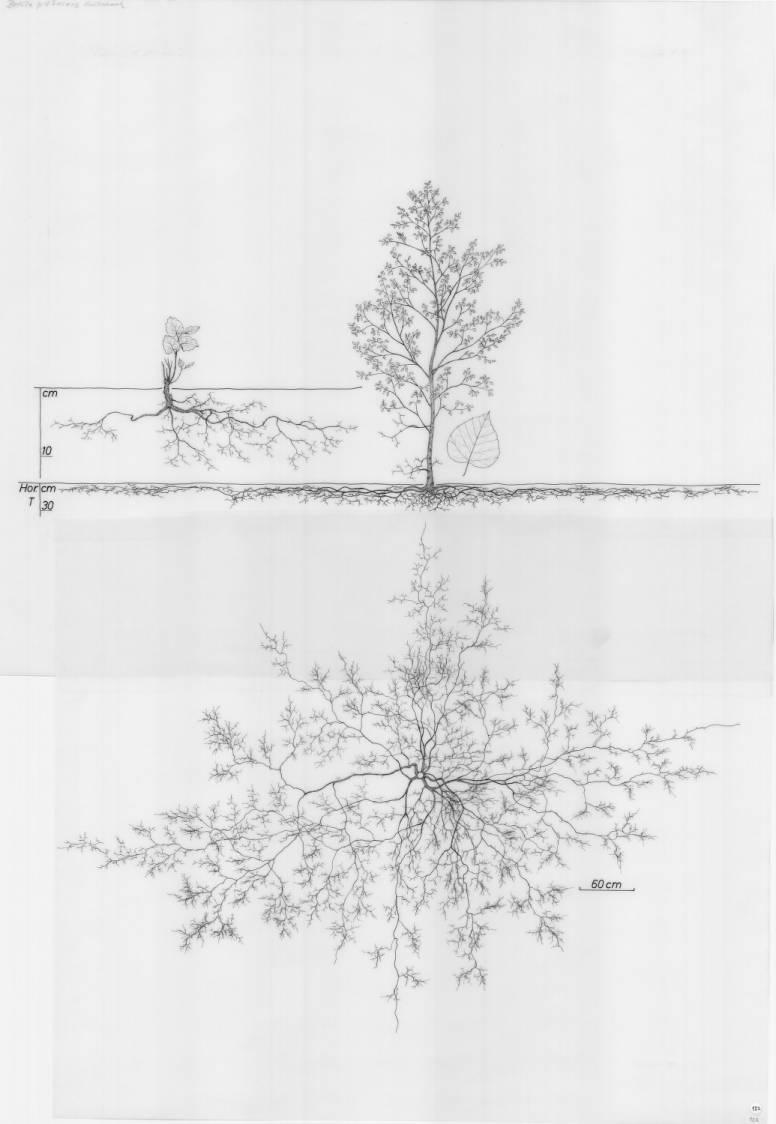 A drawing of a plant's root system from the linked website.

- plant height: 334 centimeters / 131.5 inches
- root depth: 30 centimeters / 11.8 inches
- root system diameter: 765 centimeters / 301.2 inches