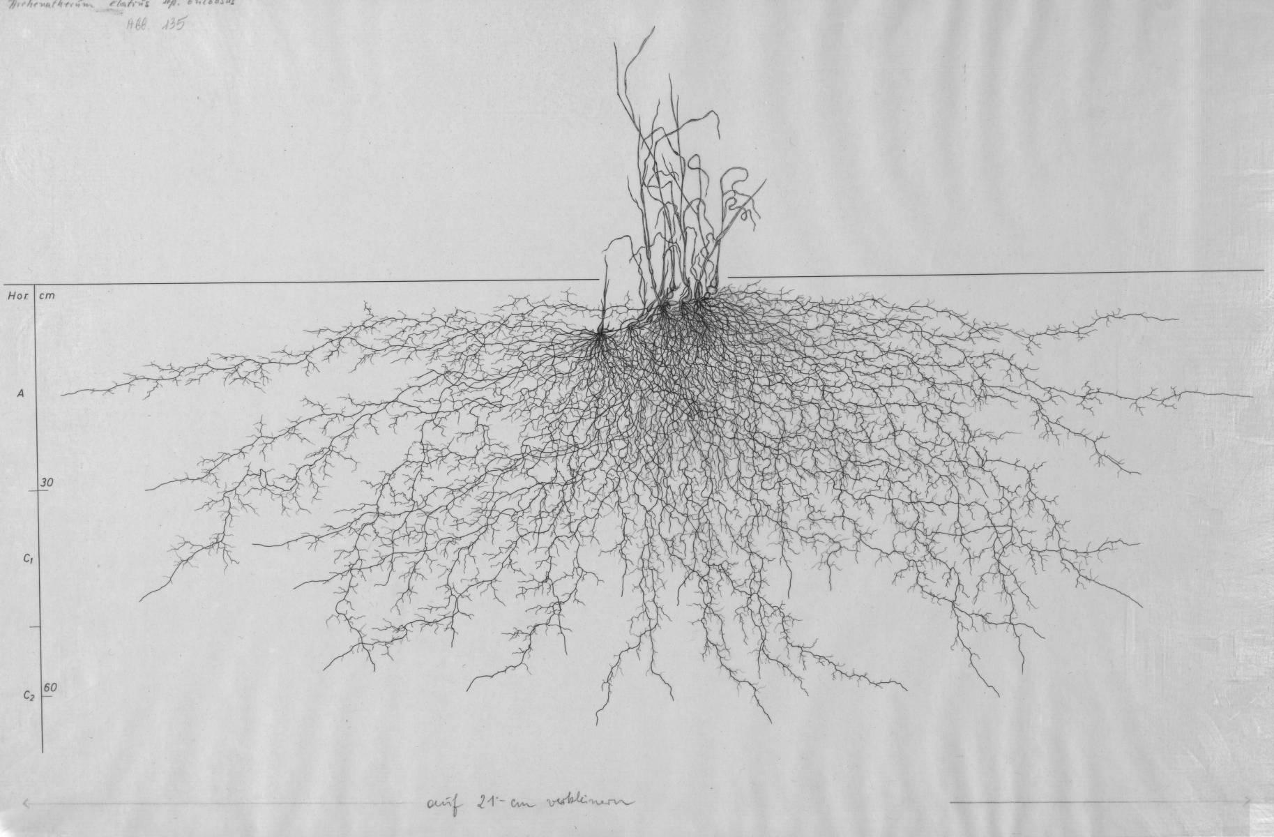 A drawing of a plant's root system from the linked website.

- plant height: 37 centimeters / 14.6 inches
- root depth: 65 centimeters / 25.6 inches
- root system diameter: 173 centimeters / 68.1 inches