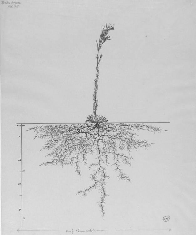 A drawing of a plant's root system from the linked website.

- plant height: 42 centimeters / 16.5 inches
- root depth: 40 centimeters / 15.7 inches
- root system diameter: 60 centimeters / 23.6 inches