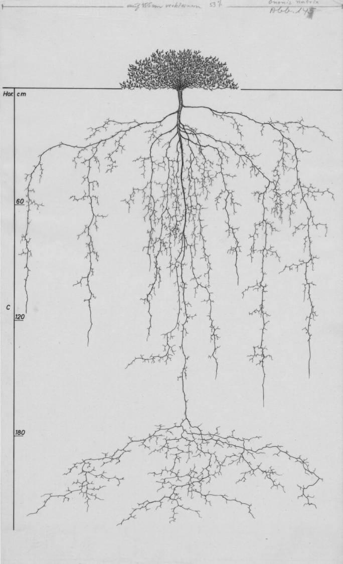 A drawing of a plant's root system from the linked website.

- plant height: 21 centimeters / 8.3 inches
- root depth: 225 centimeters / 88.6 inches
- root system diameter: 162 centimeters / 63.8 inches