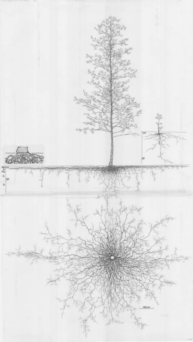 A drawing of a plant's root system from the linked website.

- plant height: 1070 centimeters / 421.3 inches
- root depth: 194 centimeters / 76.4 inches
- root system diameter: 1310 centimeters / 515.7 inches