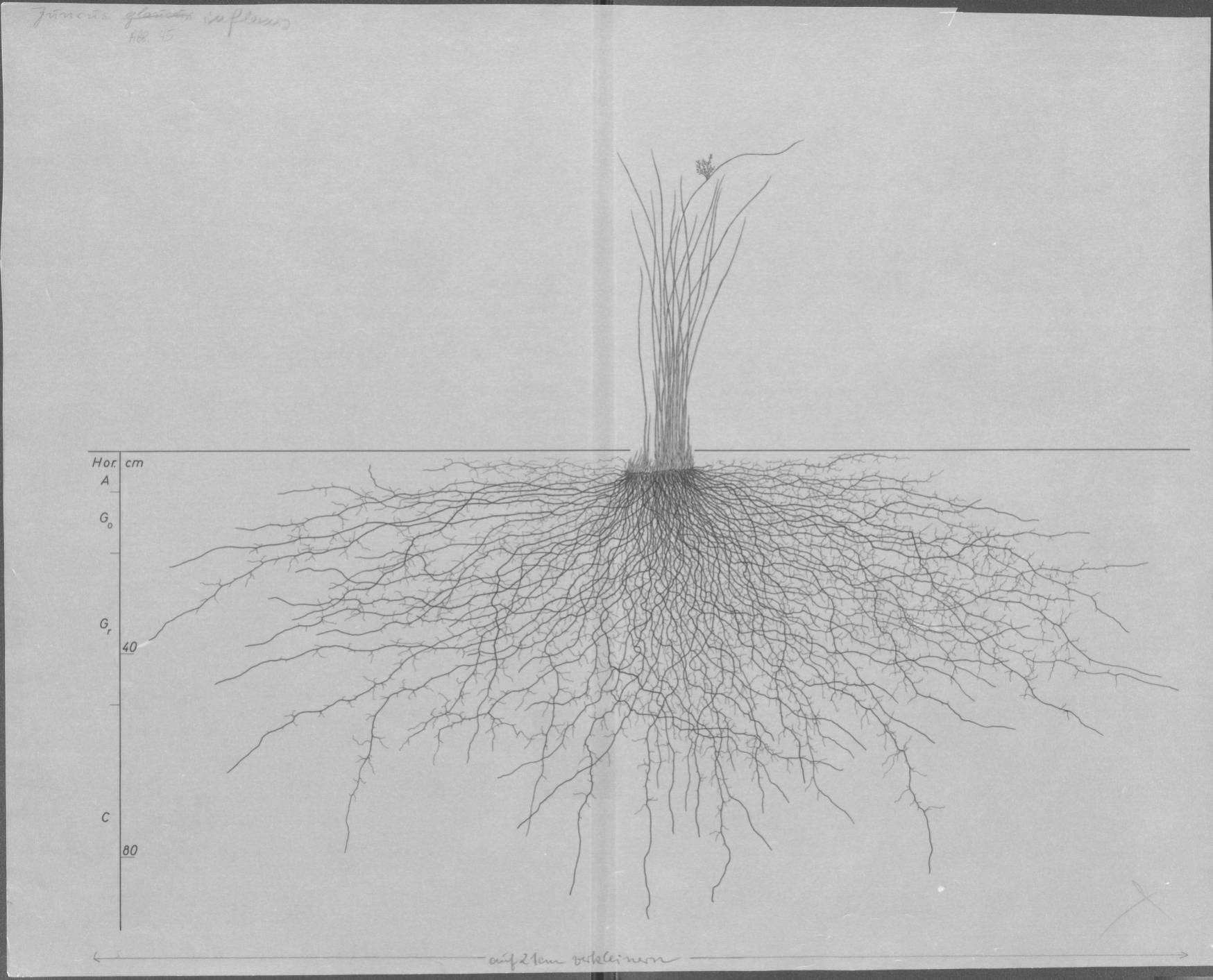A drawing of a plant's root system from the linked website.

- plant height: 60 centimeters / 23.6 inches
- root depth: 92 centimeters / 36.2 inches
- root system diameter: 204 centimeters / 80.3 inches