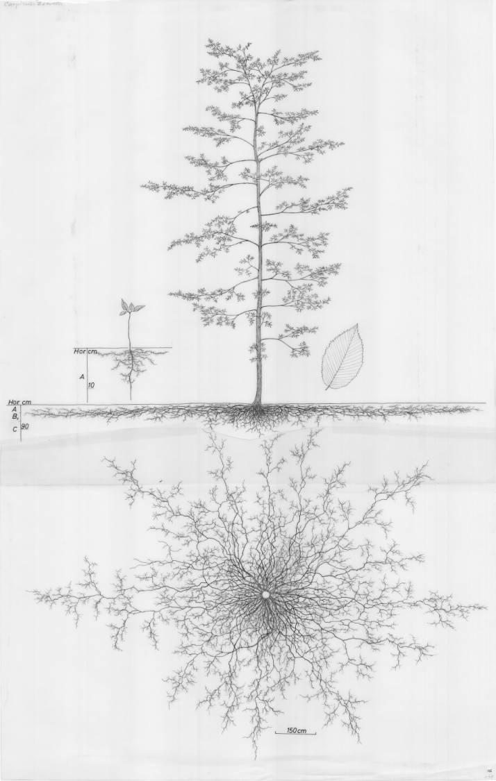 A drawing of a plant's root system from the linked website.

- plant height: 1350 centimeters / 531.5 inches
- root depth: 126 centimeters / 49.6 inches
- root system diameter: 1710 centimeters / 673.2 inches
