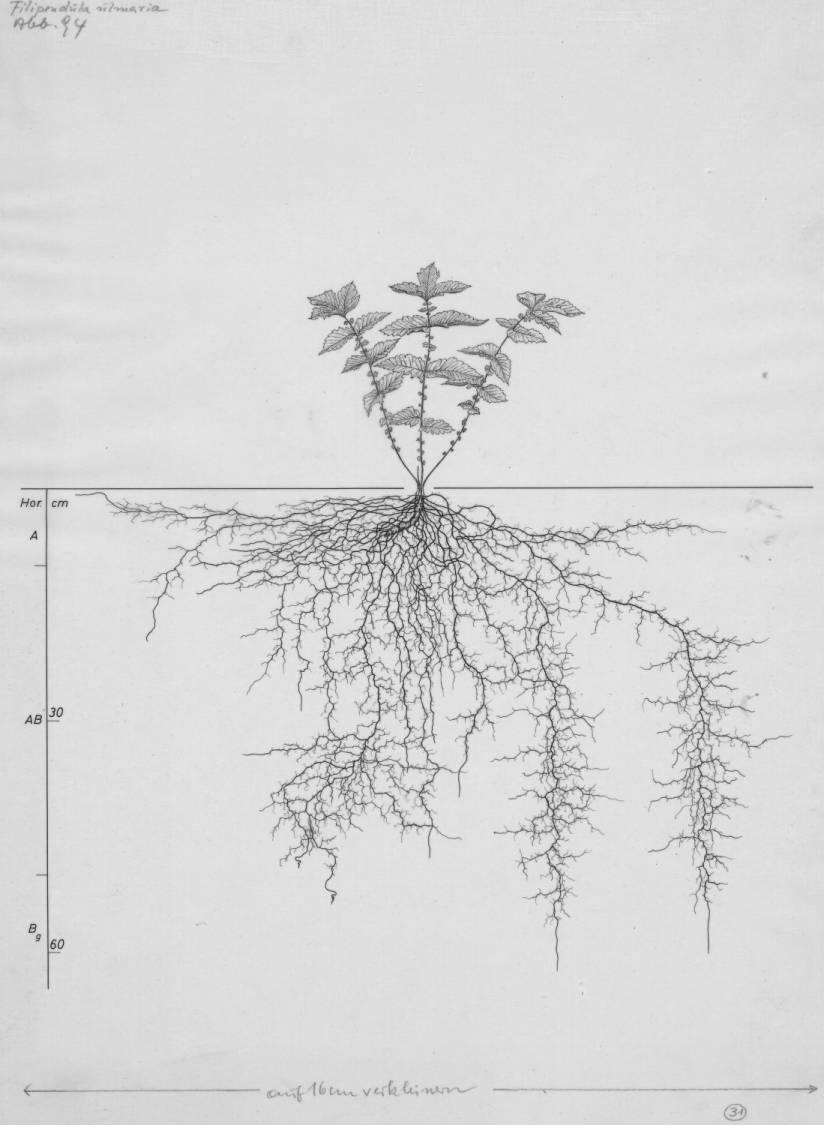 A drawing of a plant's root system from the linked website.

- plant height: 29 centimeters / 11.4 inches
- root depth: 62 centimeters / 24.4 inches
- root system diameter: 92 centimeters / 36.2 inches