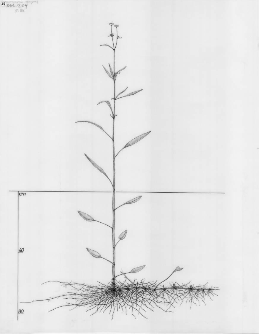 A drawing of a plant's root system from the linked website.