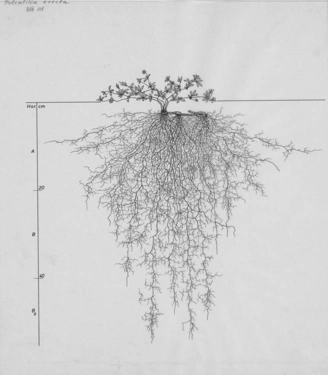 A drawing of a plant's root system from the linked website.

- plant height: 7 centimeters / 2.8 inches
- root depth: 55 centimeters / 21.7 inches
- root system diameter: 63 centimeters / 24.8 inches