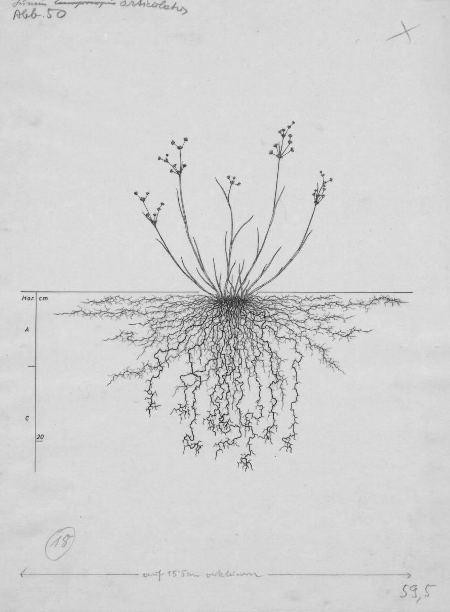 A drawing of a plant's root system from the linked website.

- plant height: 23 centimeters / 9.1 inches
- root depth: 24 centimeters / 9.4 inches
- root system diameter: 47 centimeters / 18.5 inches