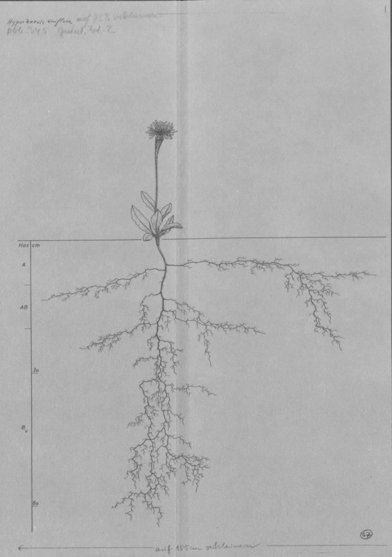 A drawing of a plant's root system from the linked website.

- plant height: 26 centimeters / 10.2 inches
- root depth: 65 centimeters / 25.6 inches
- root system diameter: 76 centimeters / 29.9 inches
