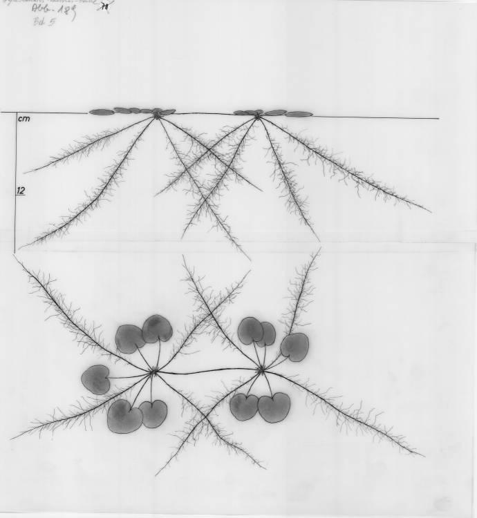 A drawing of a plant's root system from the linked website.