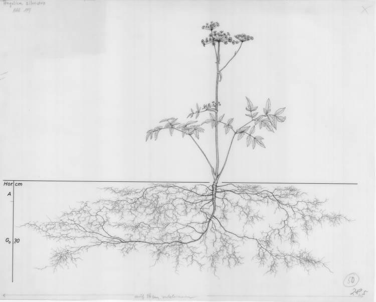 A drawing of a plant's root system from the linked website.

- plant height: 75 centimeters / 29.5 inches
- root depth: 45 centimeters / 17.7 inches
- root system diameter: 154 centimeters / 60.6 inches
