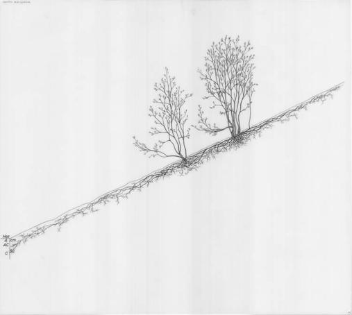 Sorbus aucuparia (rowan). https://images.wur.nl/digital/collection/col