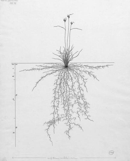 Carex pallescens (pale sedge). https://images.wur.nl/digital/collectio